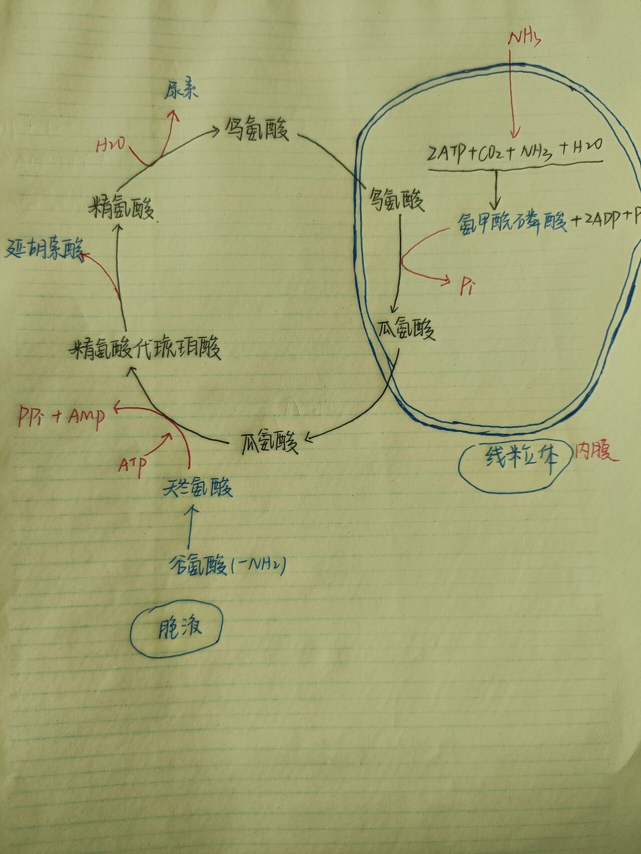 高能磷酸键图片