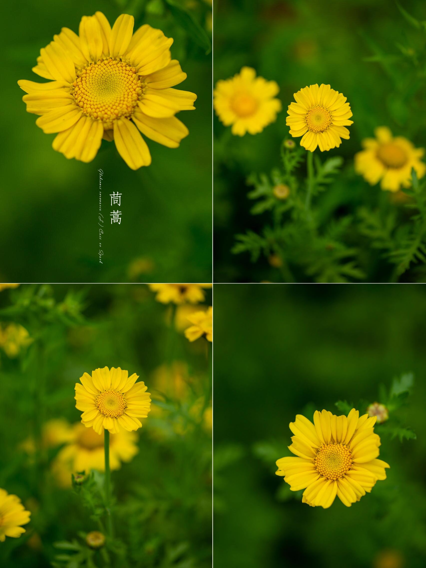 菜园的花——茼蒿