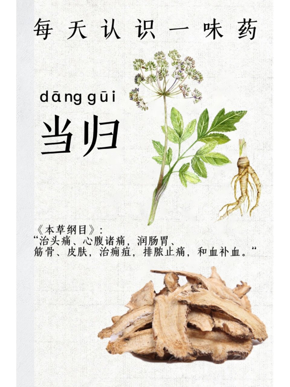 第十天:识《当归》 第十天:识《当归》 1661