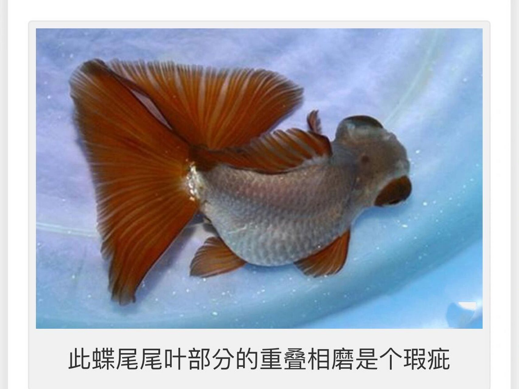 优质蝶尾的鉴赏和挑选(完结篇)       二,眼睛 蝶尾的本质是龙睛金鱼