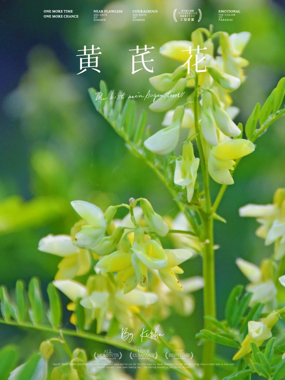 奇花异草:黄芪花 黄芪花语:对幸福和爱的期待.