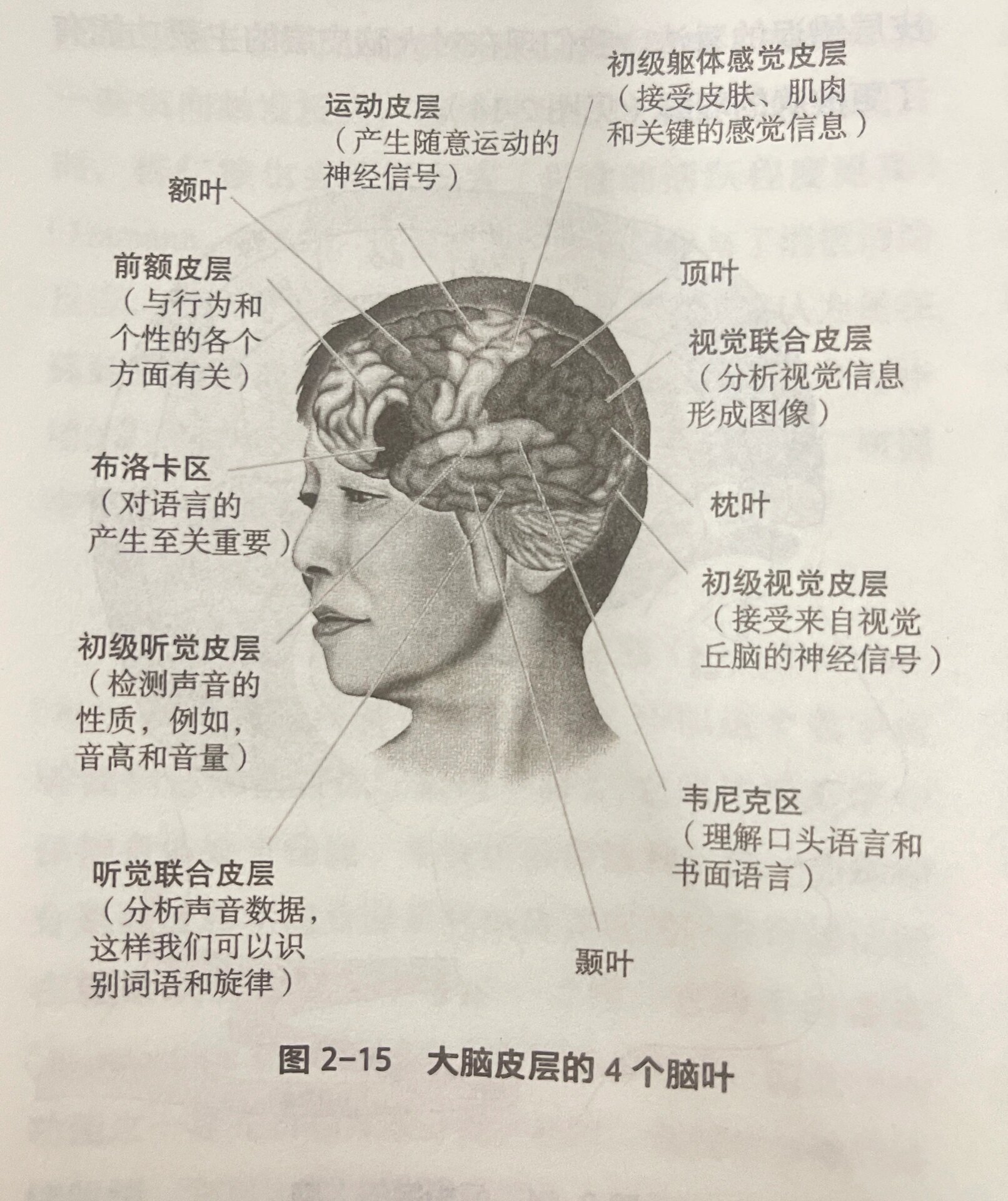 区分大脑皮层的每一个脑叶的独特功能(1)