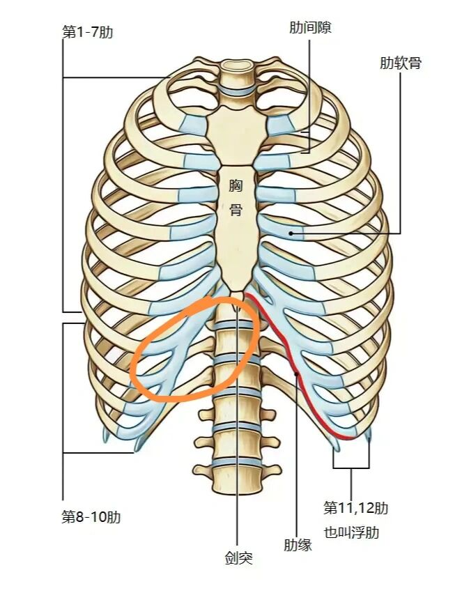 肋骨里面是什么器官图片