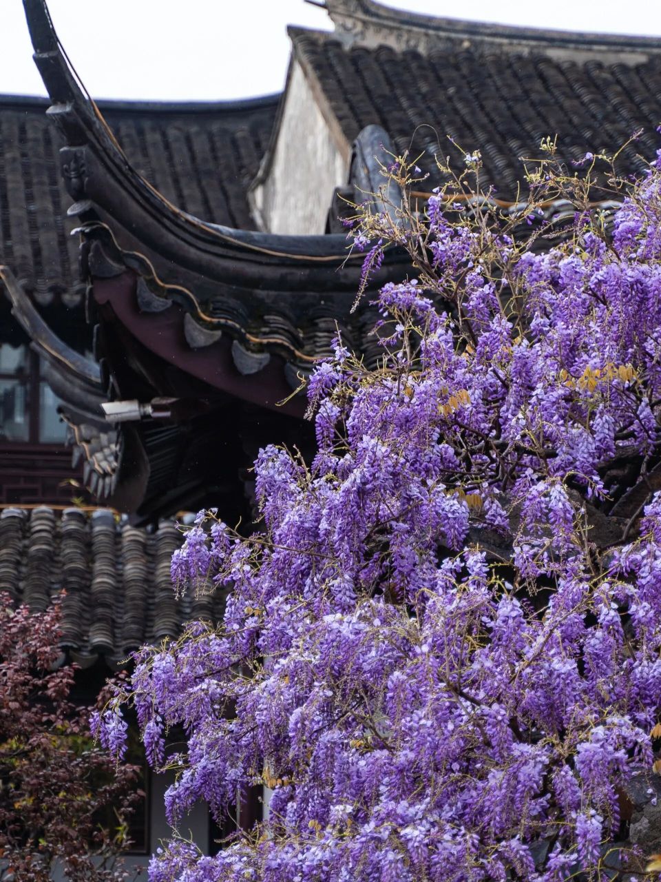 苏州网师园的紫藤花瀑布来啦～ 昨天晚上的刮风下雨特别害怕花谢了