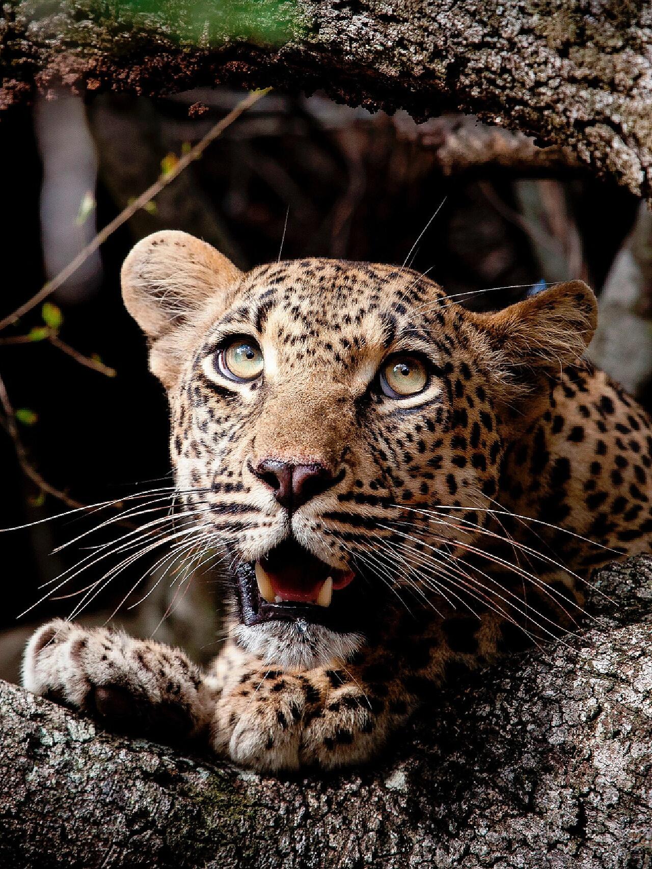 《美丽icon!》花豹的美仿佛来自童话世界.