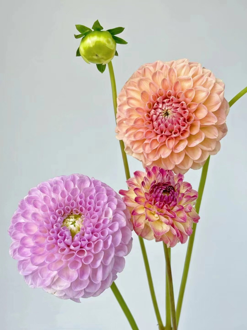 每周一个花草养护知识丨小丽花 小丽花和大丽花为同属花卉,性状与