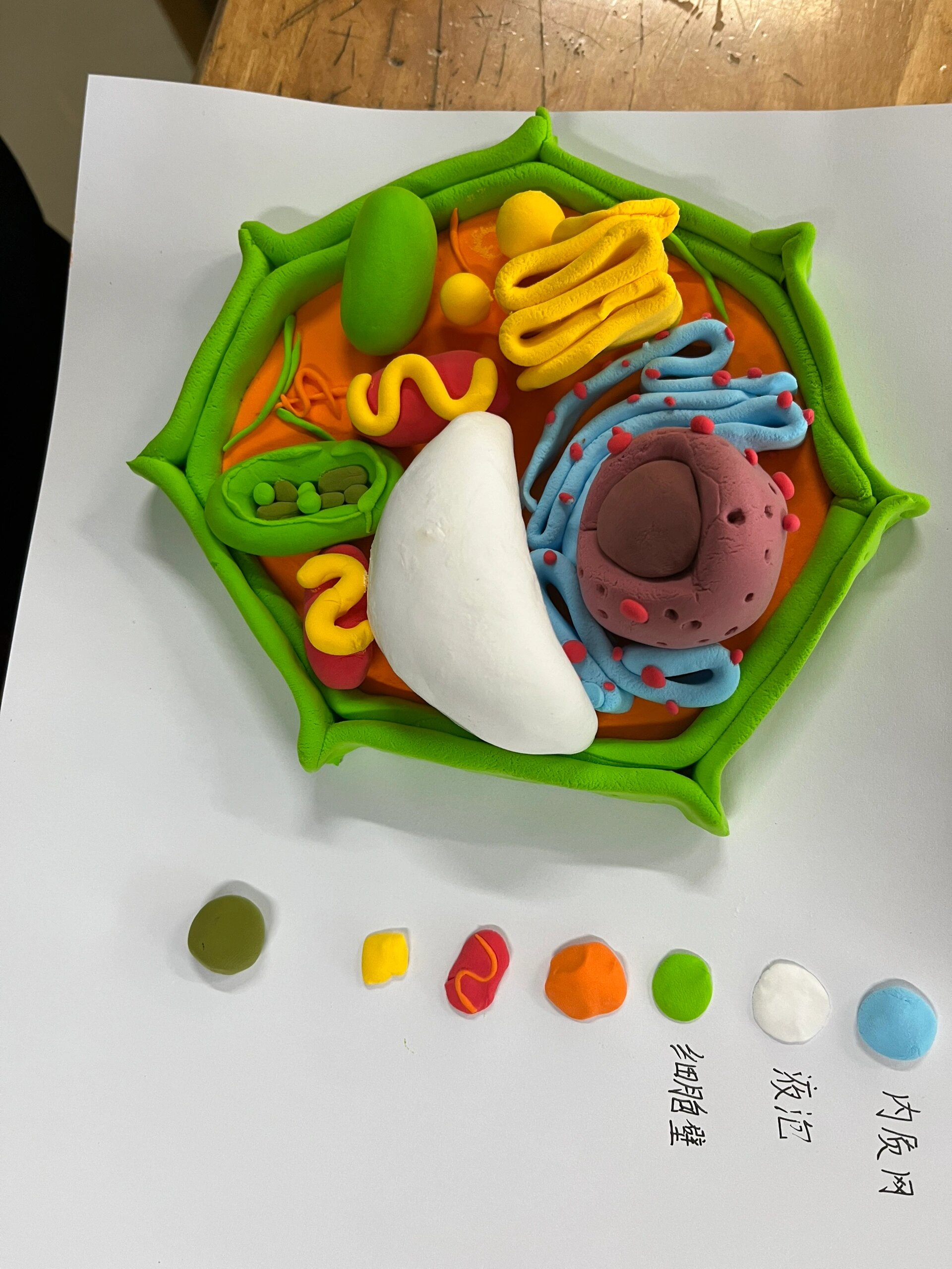 真核细胞三维结构模型