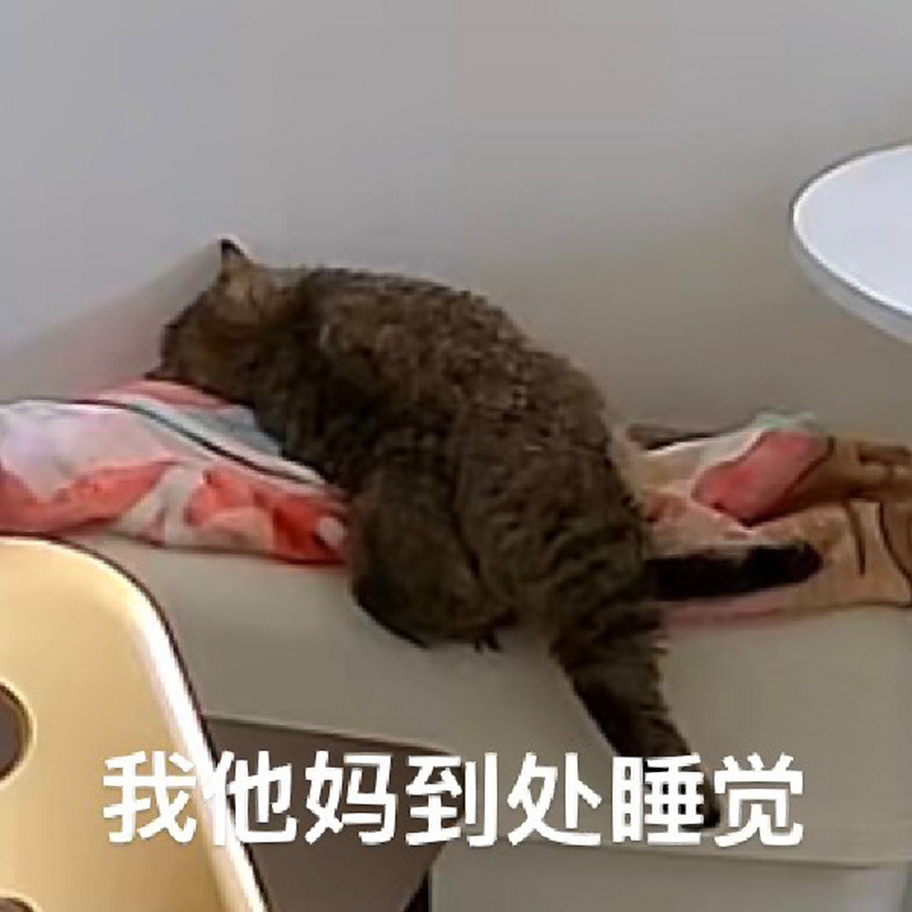 今日份睡觉小猫表情包 怎么有小猫睡得这么歪七扭八 还蹬腿啊!