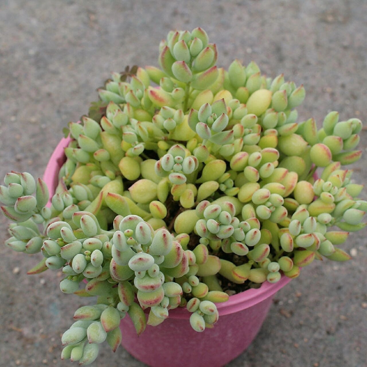 达摩福娘景天科银波锦属多肉植物,属于小型灌木类,由于茎很细,所以很