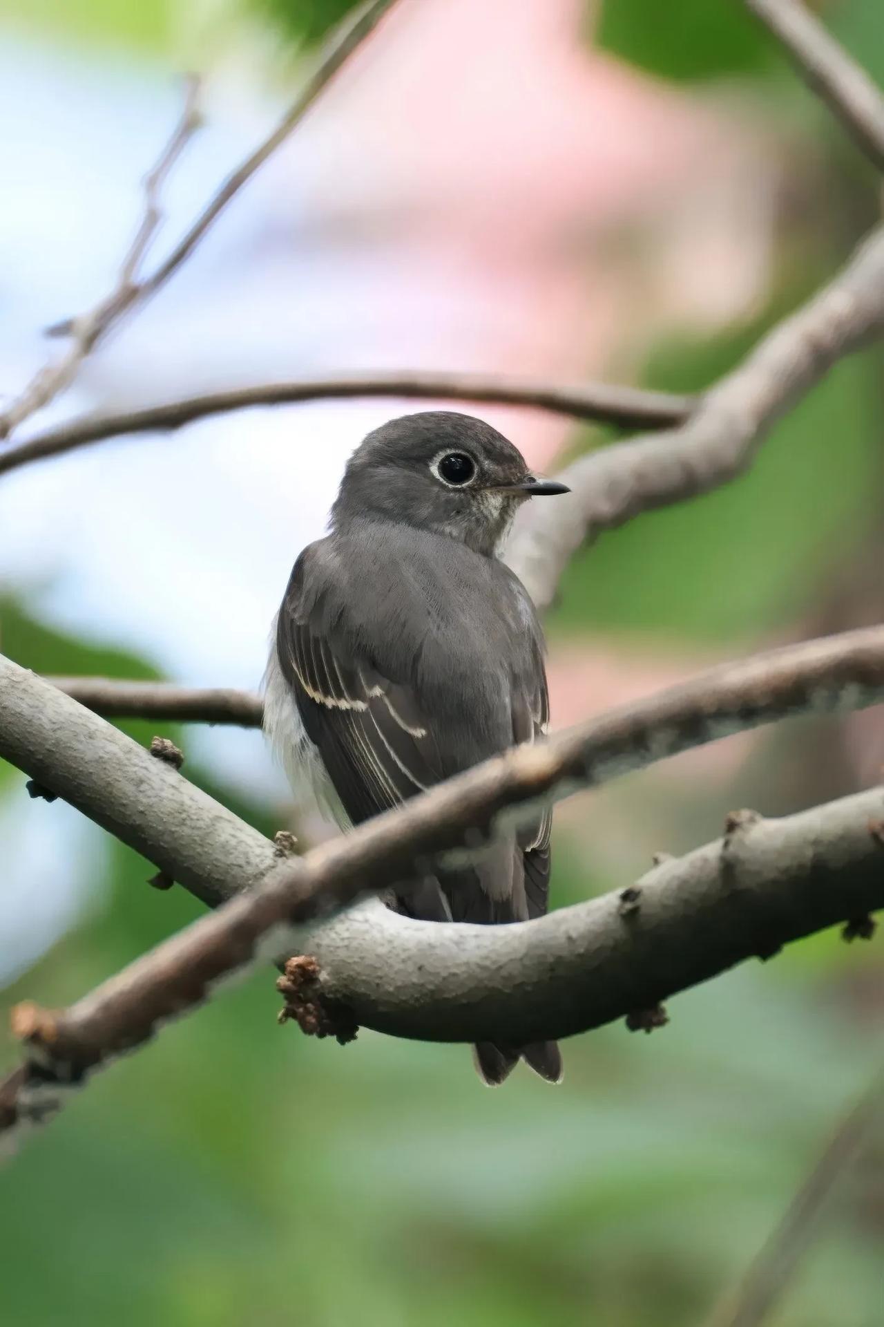 ◇乌鹟◇ (甲辰季秋,摄于江北鸿恩寺) 鸟类摄影