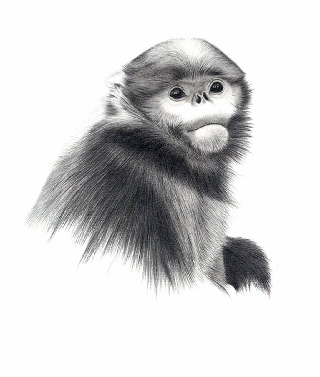 中国特有种 黔金丝猴 素描 黔金丝猴只分布在我国贵州省梵净山的部分
