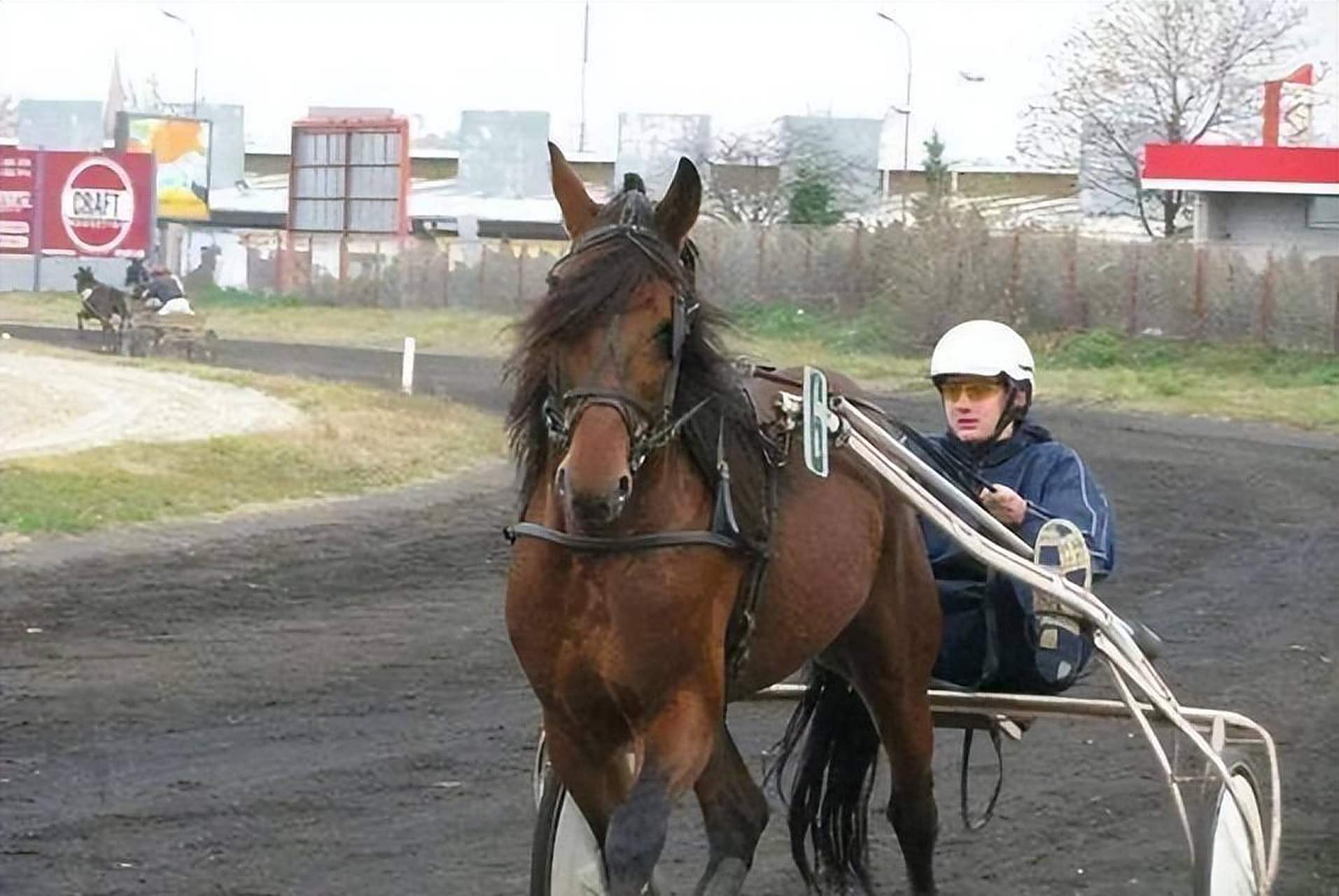 真不是闹着玩,他家乡松博尔的赛马比赛也是这样驾着马车竞赛,而约老师