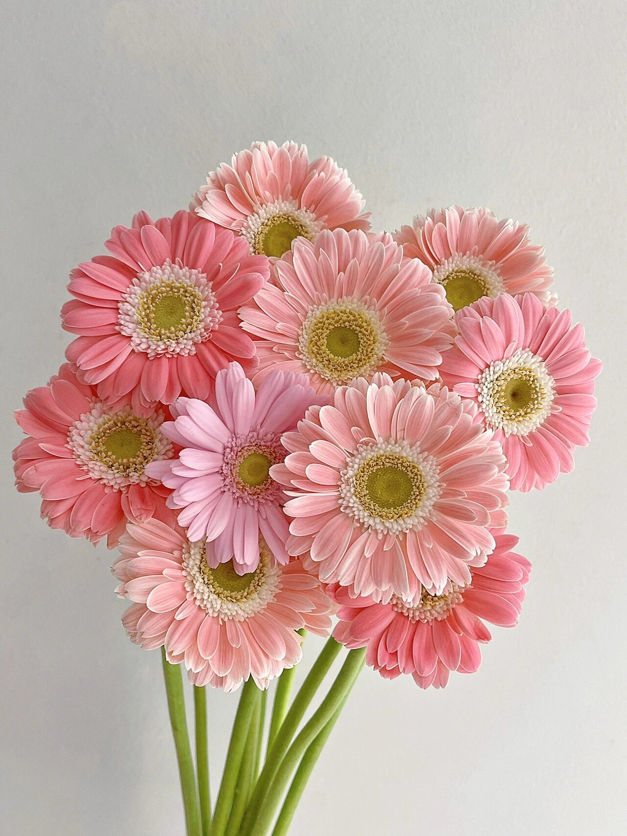 英茂非洲菊|粉色混色