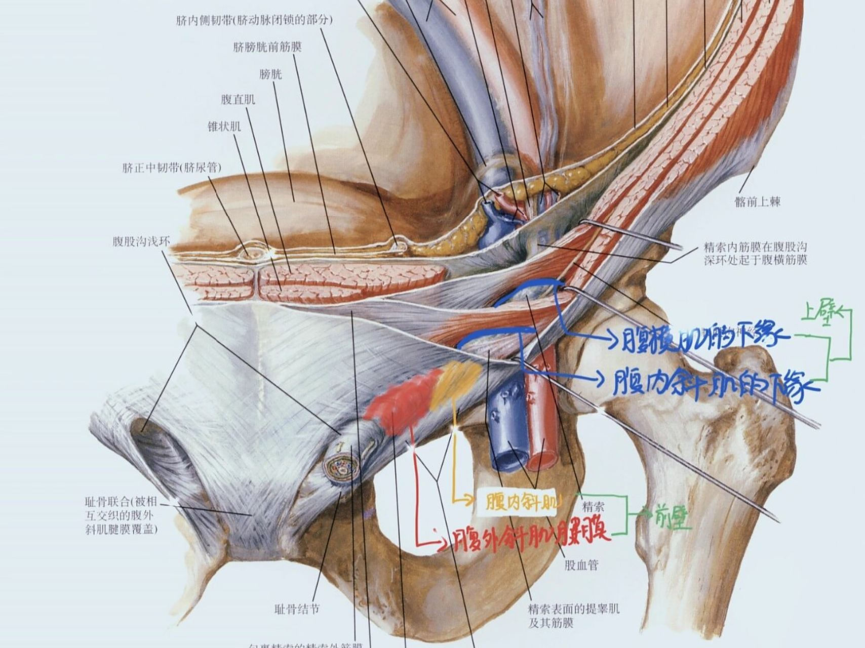 一图搞定腹股沟管解剖 腹股沟管的解剖是外科学腹外疝章节的重点和