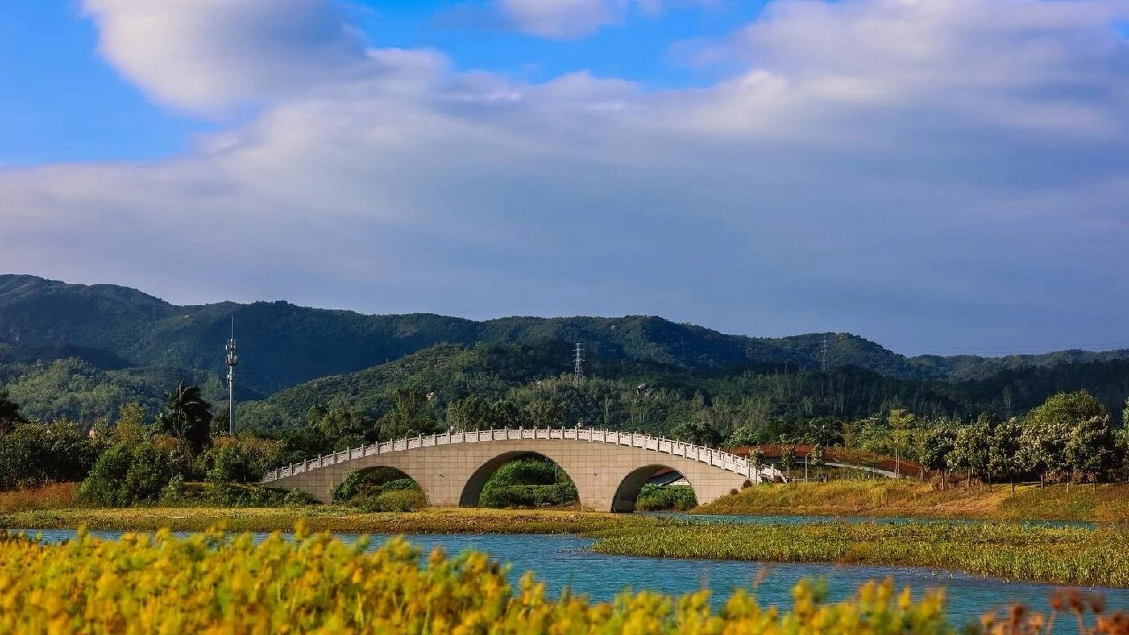 深圳大鹏新大河禾塘湿地公园又到了看粉黛的季节啦.