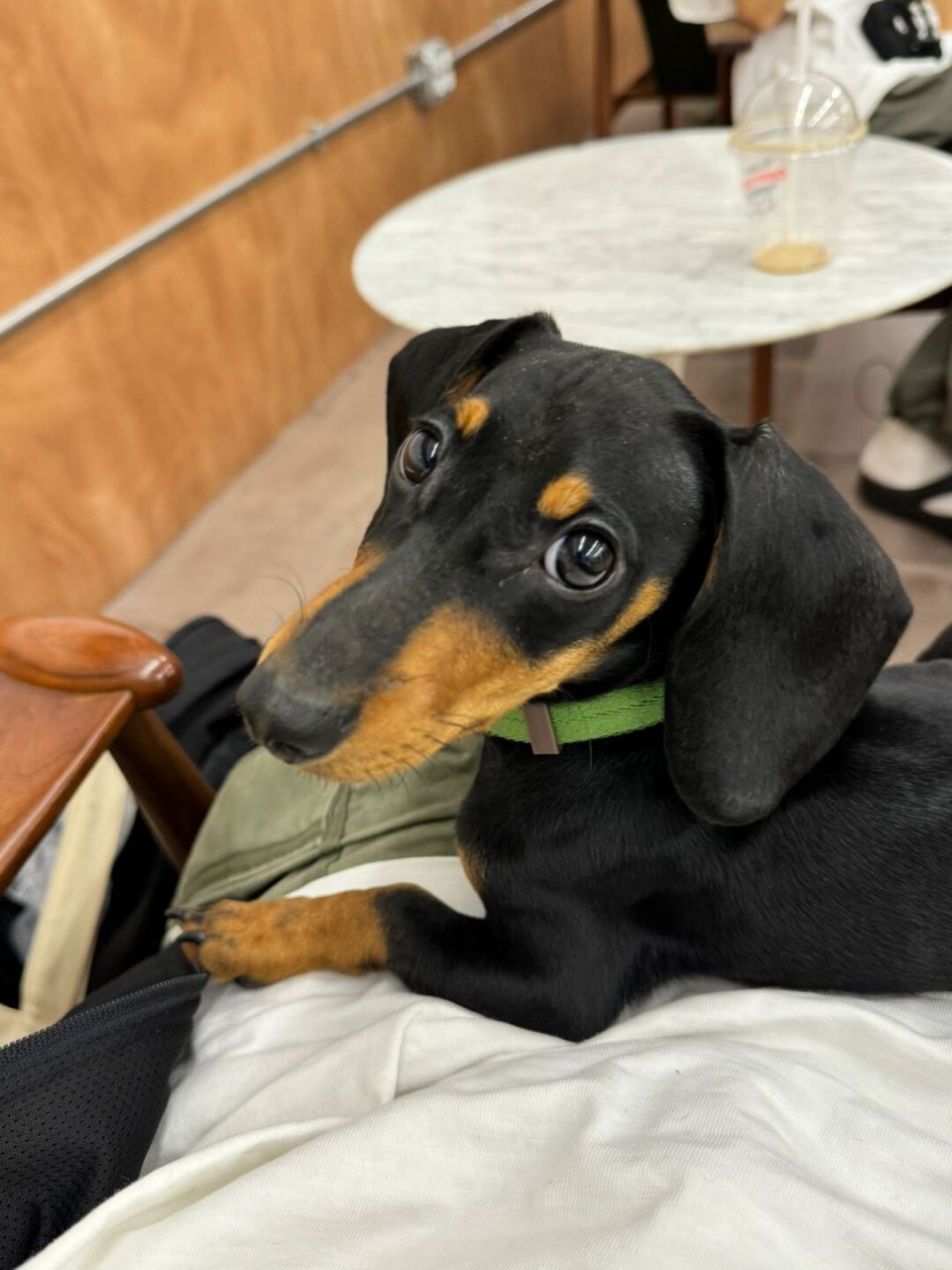 腊肠犬# #养狗# #迷你腊肠犬# #迷你短毛腊肠犬