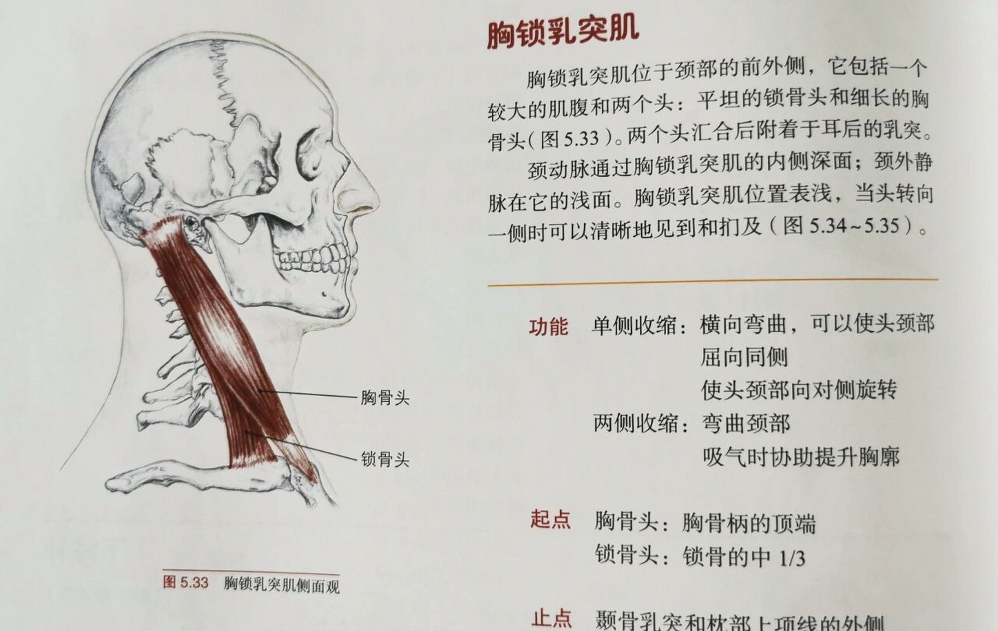 颈部最重要的三块肌肉——胸锁乳突肌 胸锁乳突肌这个名称来源于这块