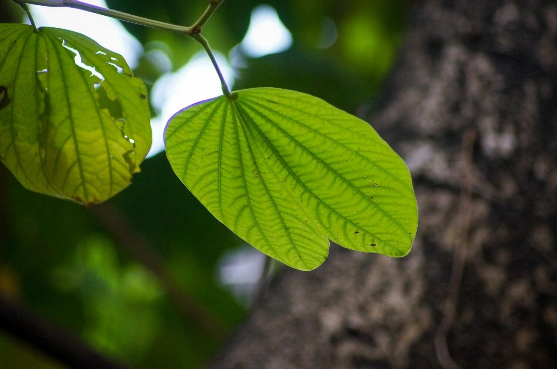 紫荆花树叶子