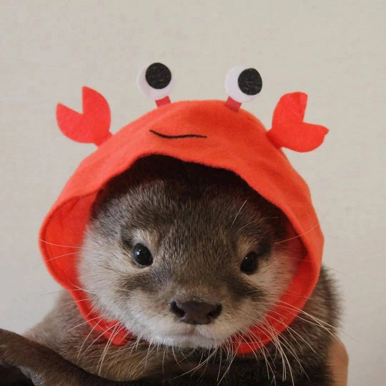 水獭头像 太可爱了 水獭头像哦