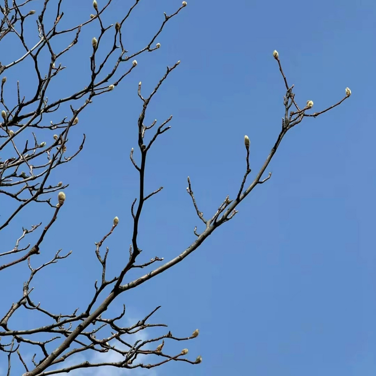 95春风拂面,暖阳斜照,早春的温柔拥抱,让人陶醉不已.