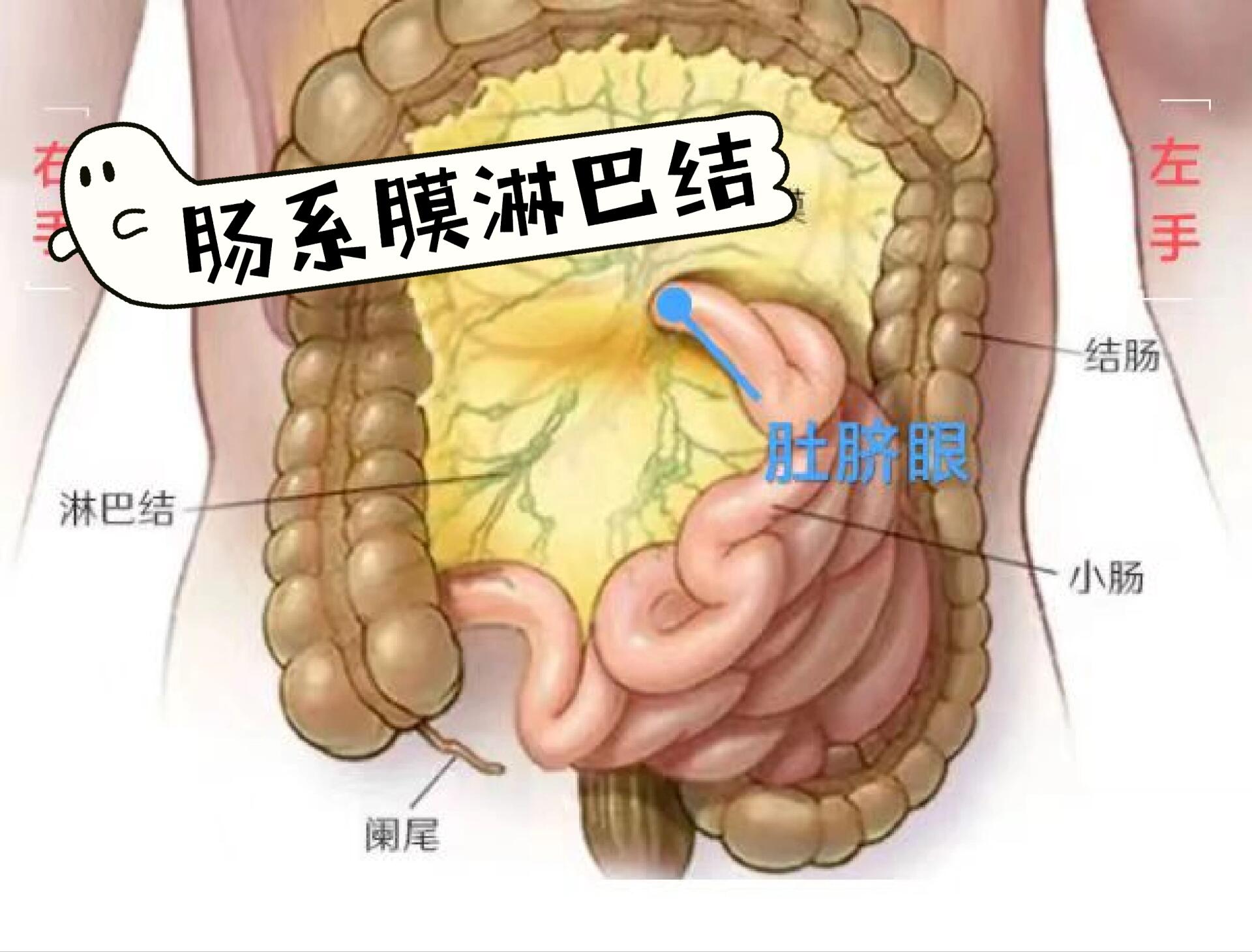 肠系膜位置解剖图图片