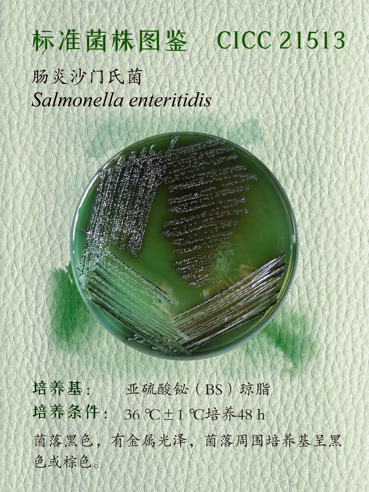 每日一菌丨肠炎沙门氏菌 cicc 21513 沙门氏菌属(salmonella)是一类