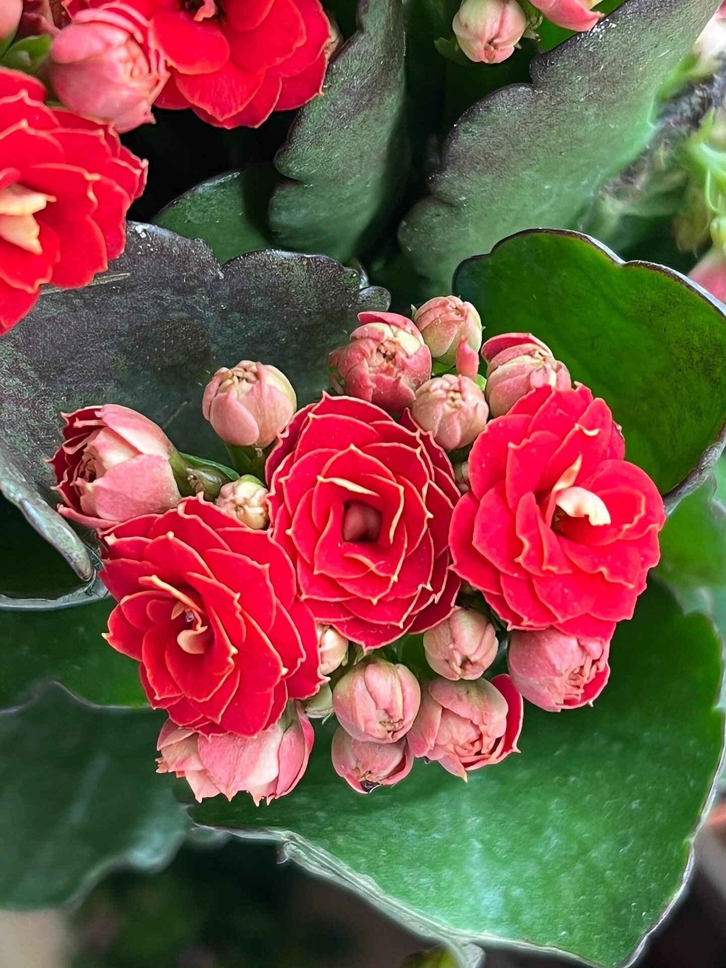 长寿花(122)火焰山 层次很多,很正的红色,花心深红色,自带小金边