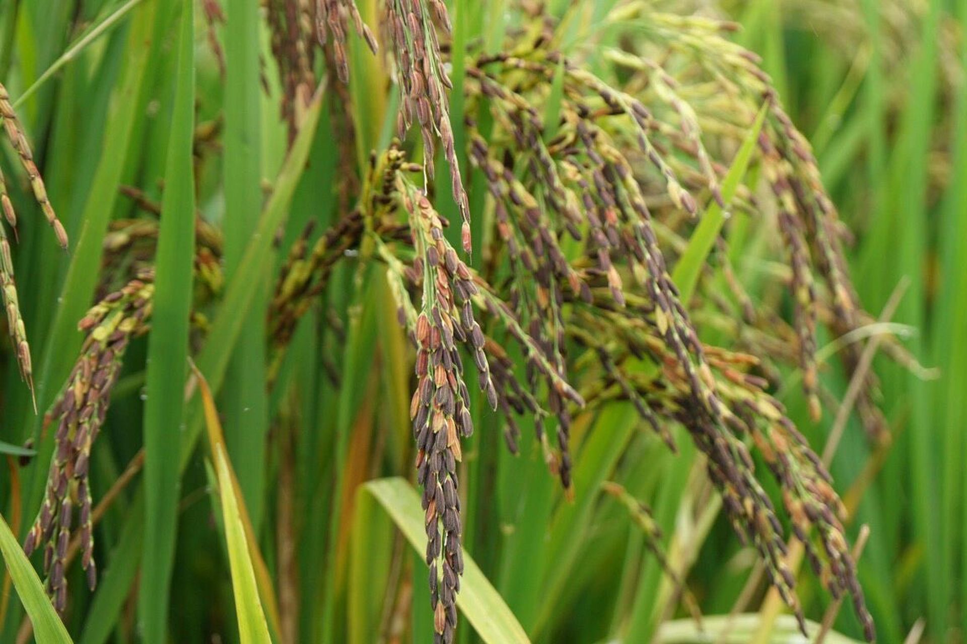 90 云南墨江梯田紫米原生态种植 90 云南墨江梯田紫米 从山上汇集