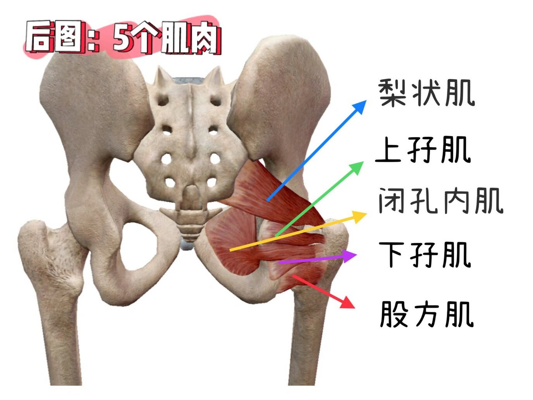 股骨内收肌结节图片