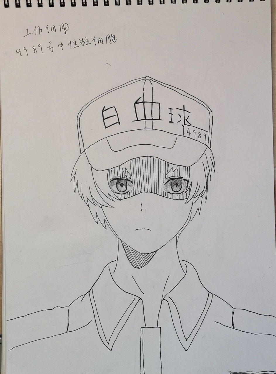 工作细胞4989号白细胞 可可爱爱的4989号