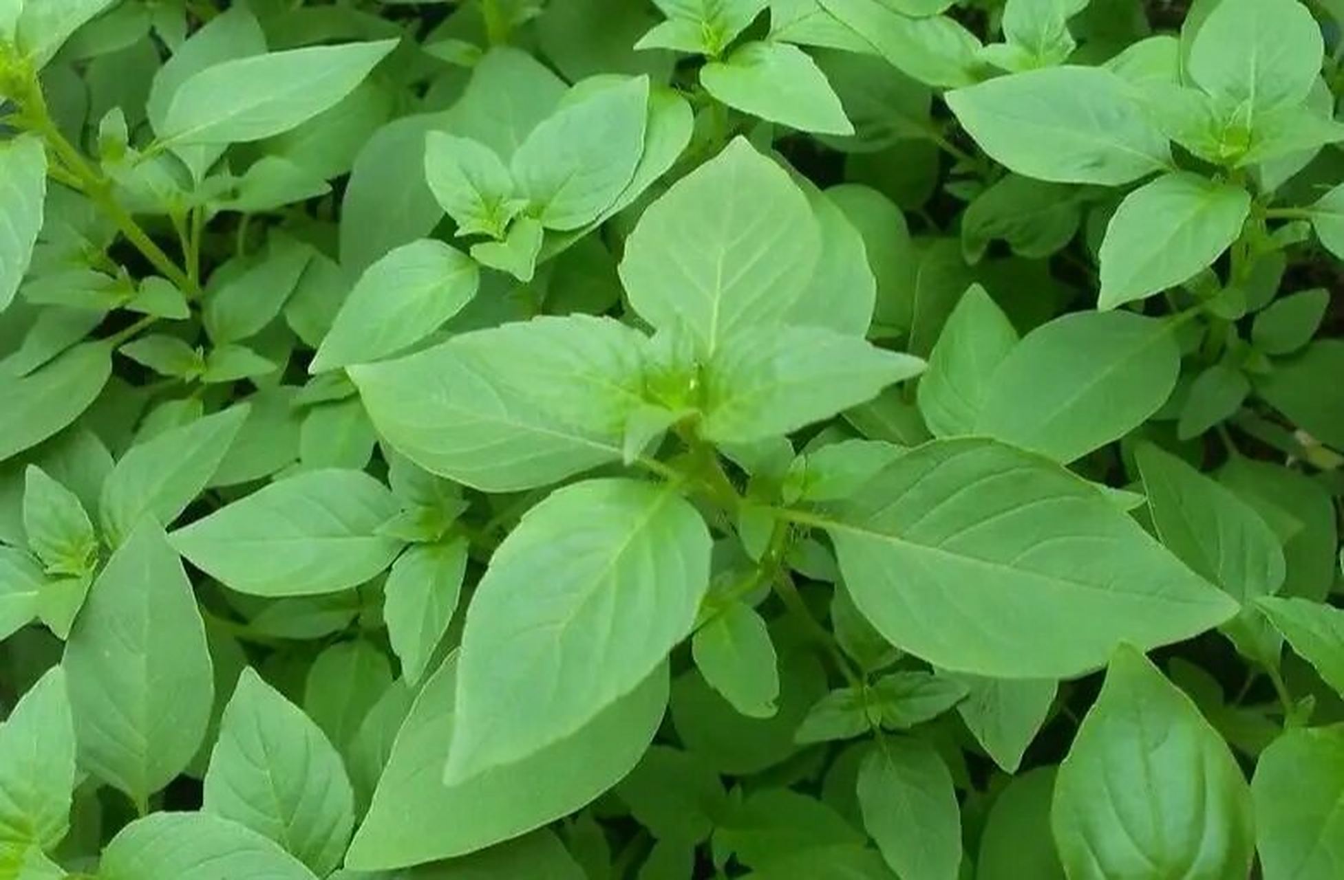 身边的中草药——荆芥 荆芥,别名香荆荠,线荠,四棱杆蒿,假苏,来源于