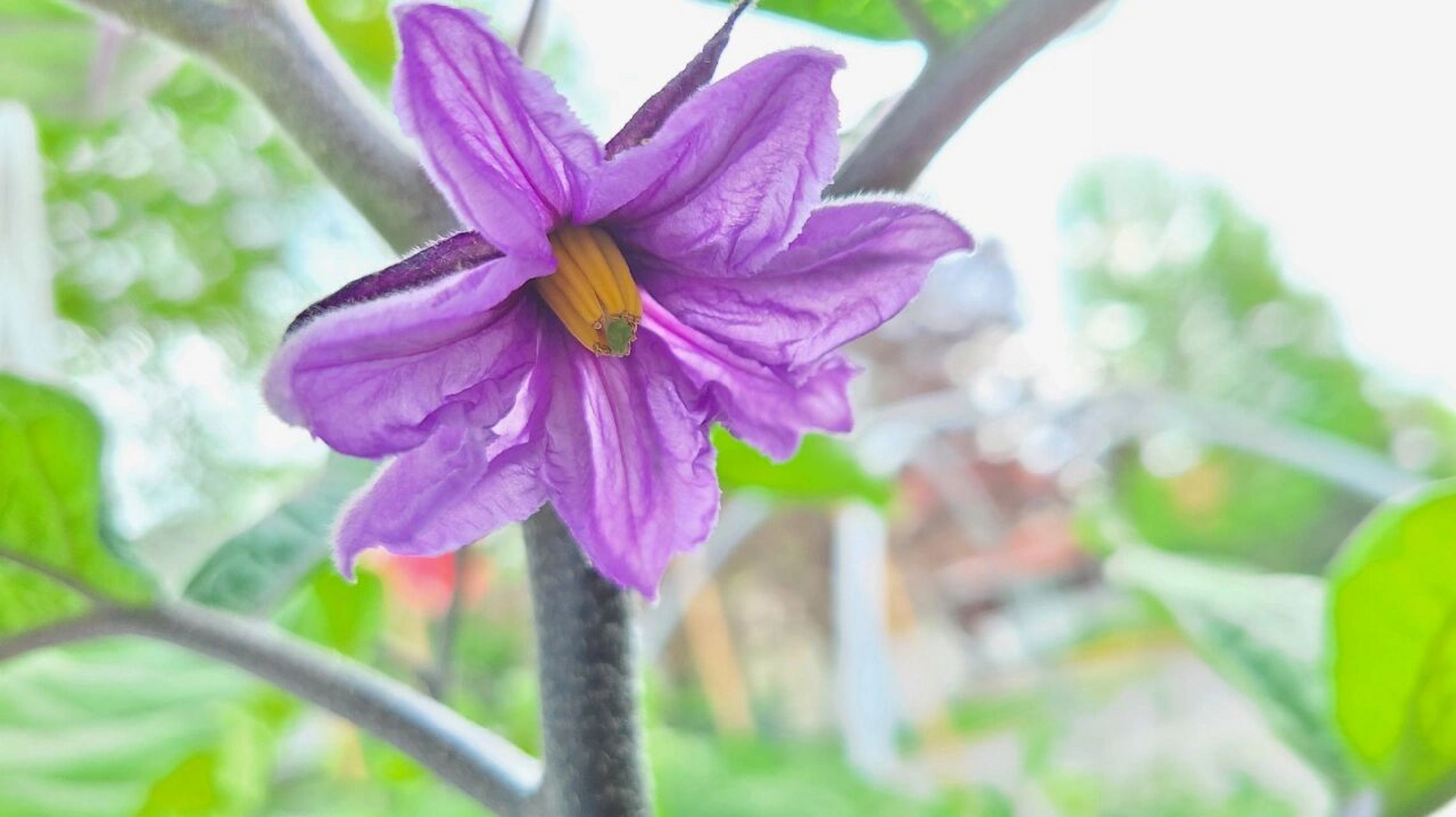 茄子开花结果期高产心得 无论种什么,两大基本点:1.它是活的.