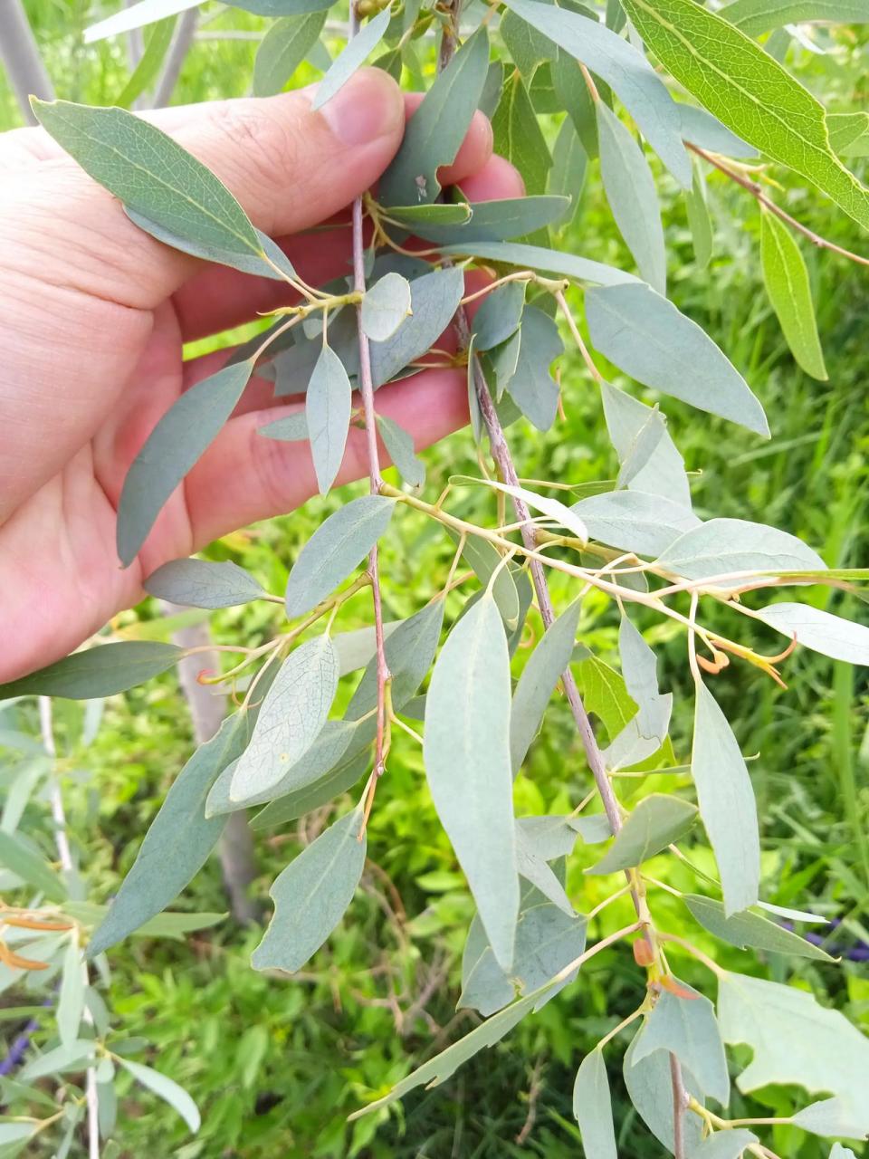 胡杨树有两种形状的叶子,底下的叶片像细长的柳叶,树梢上的叶子像枫叶