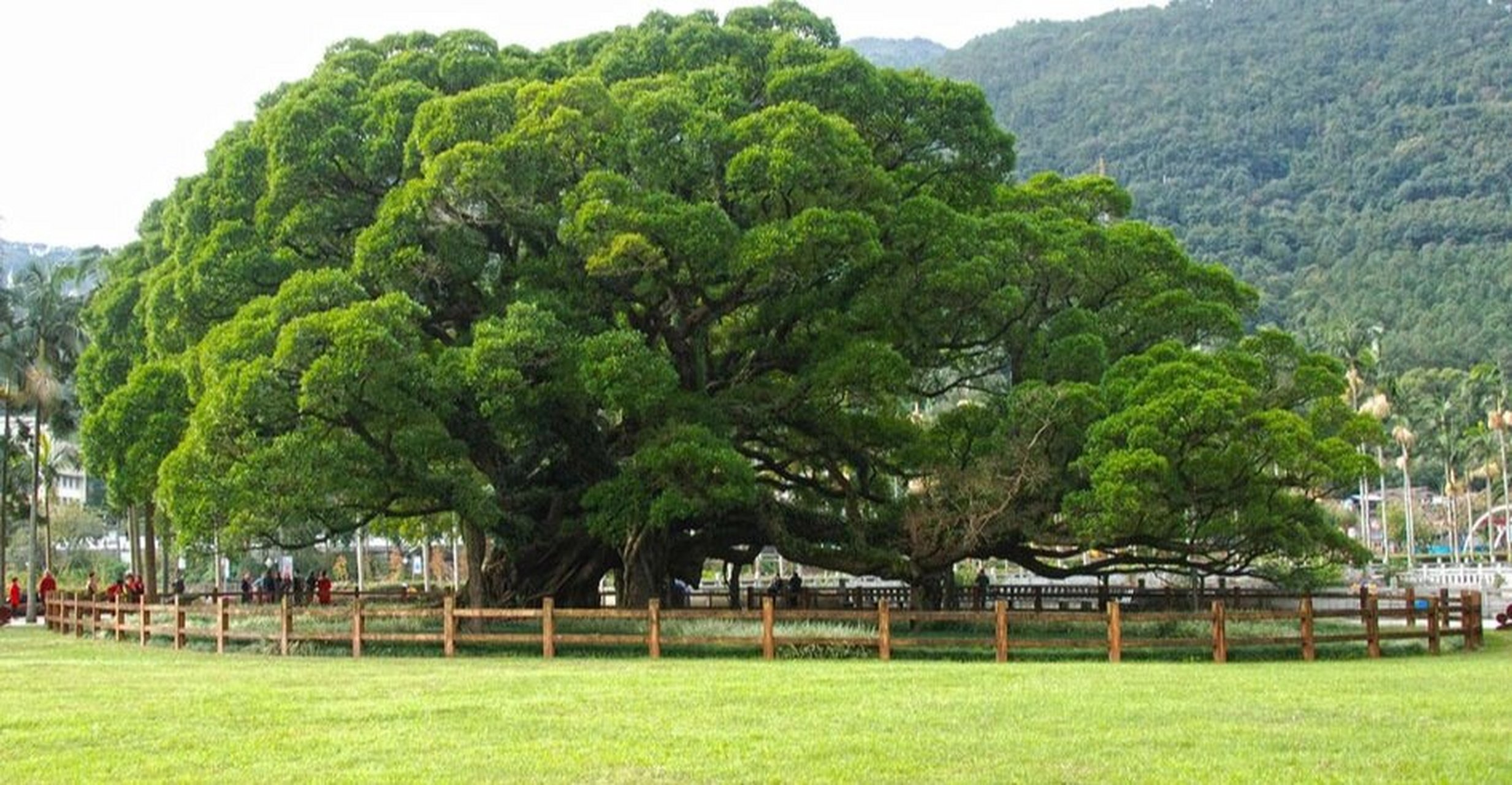 为什么你们来福州不去看看900多岁的榕树王 今年国庆,福州不小心成了