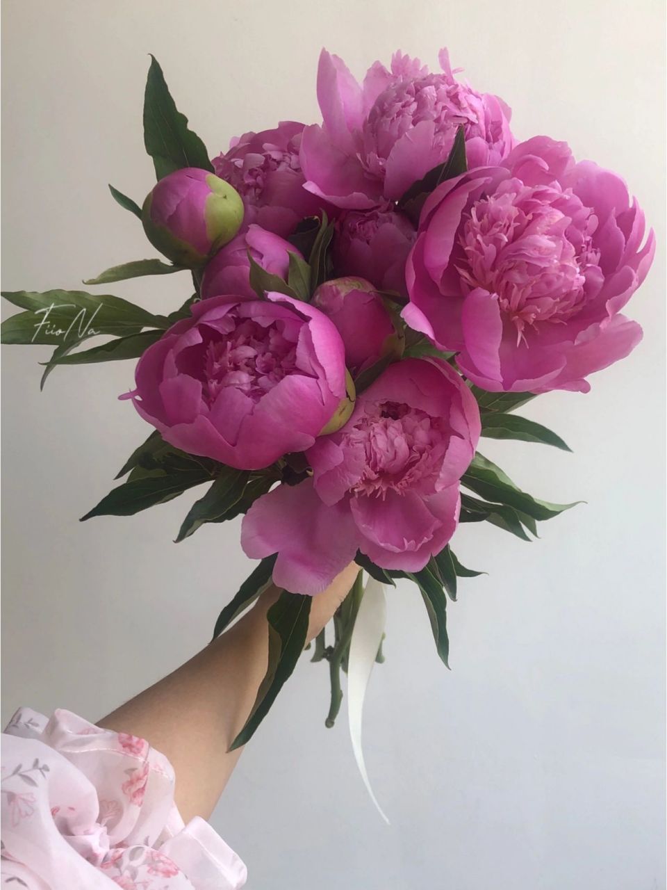 蓝富士芍药到手第二天 四五月就是属于芍药的季节 封校期间能买到这样