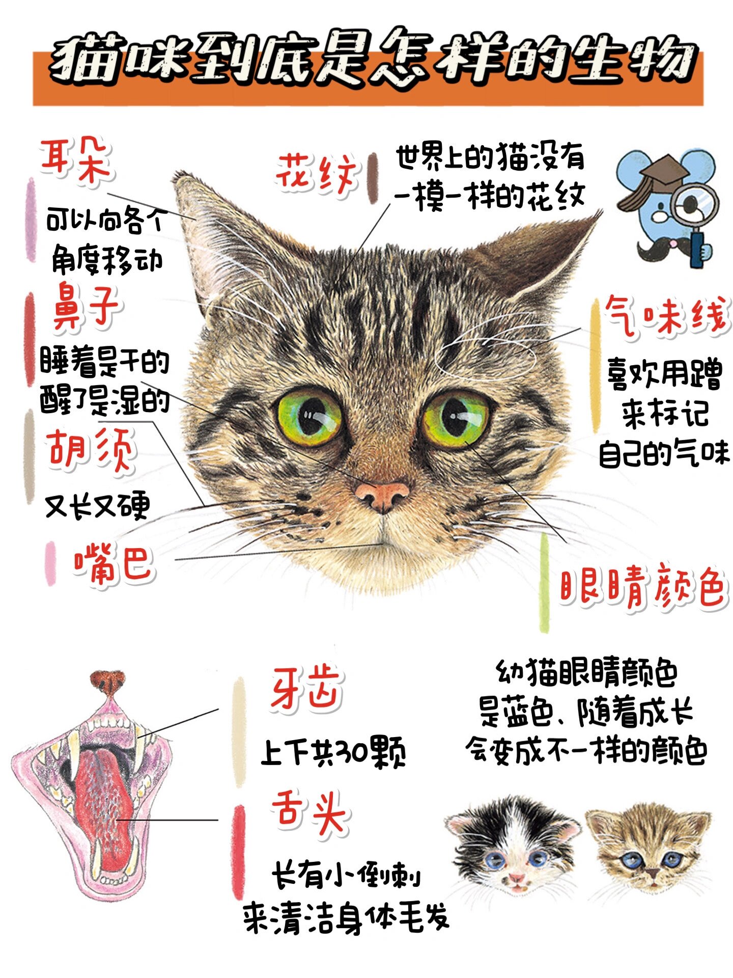 猫动画分解图片