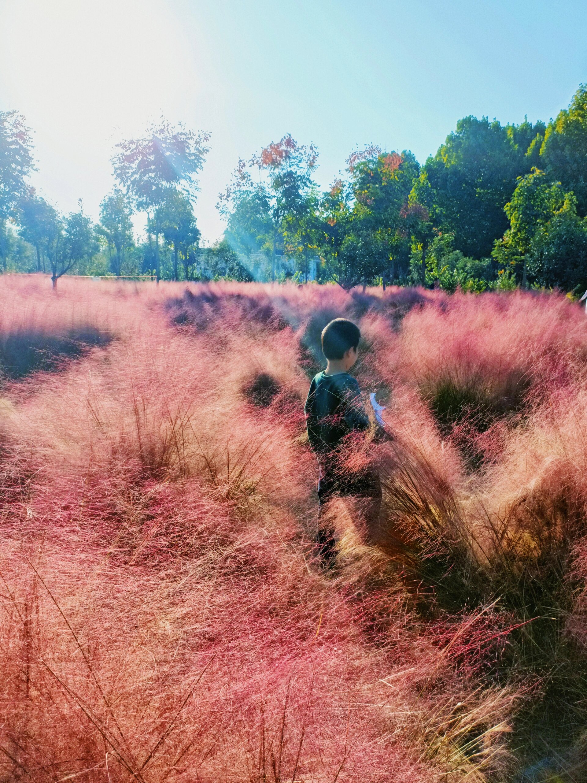 郑州99%都不知的公园藏着粉黛花海迷宫乐园