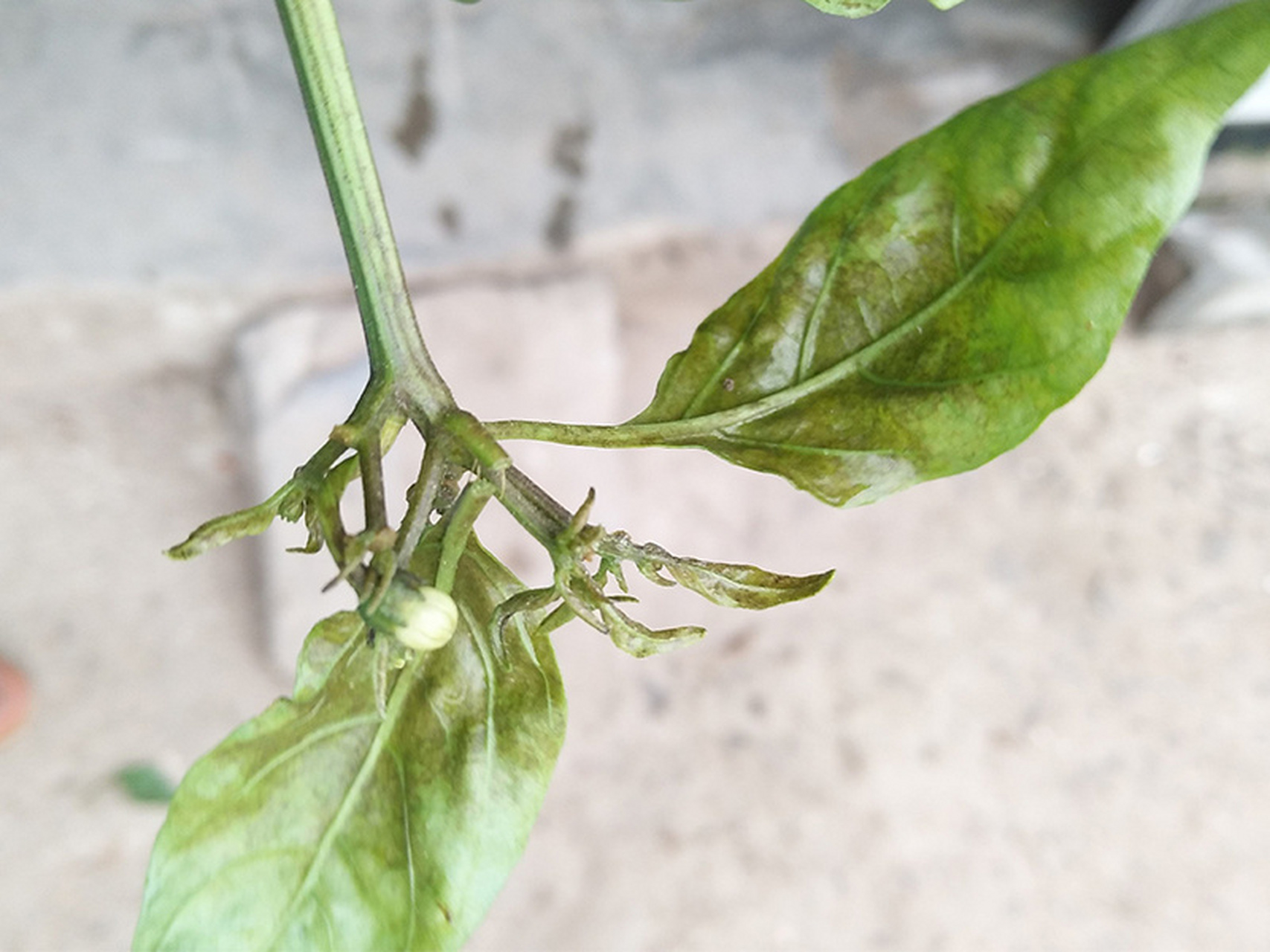 茶黄螨的危害及防治措施 一,危害特征 1,症状表现 幼螨,成螨以幼虫为