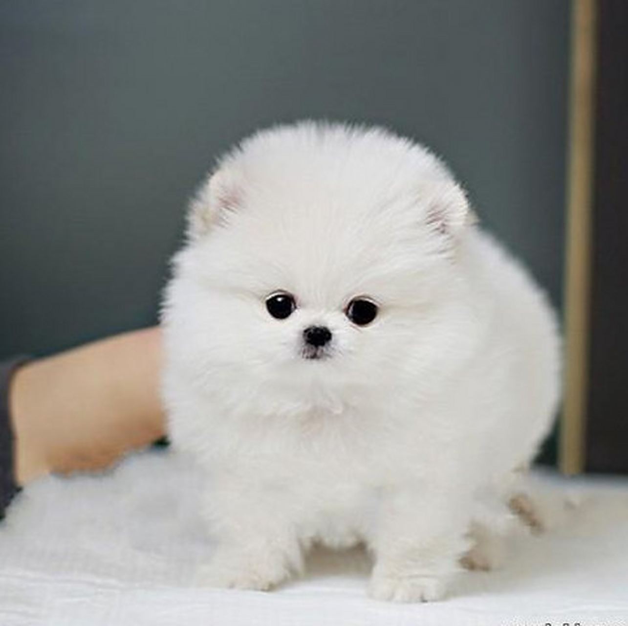 赛级纯种哈多利球体博美幼犬长不大迷你袖珍犬宠物狗狗包健康g