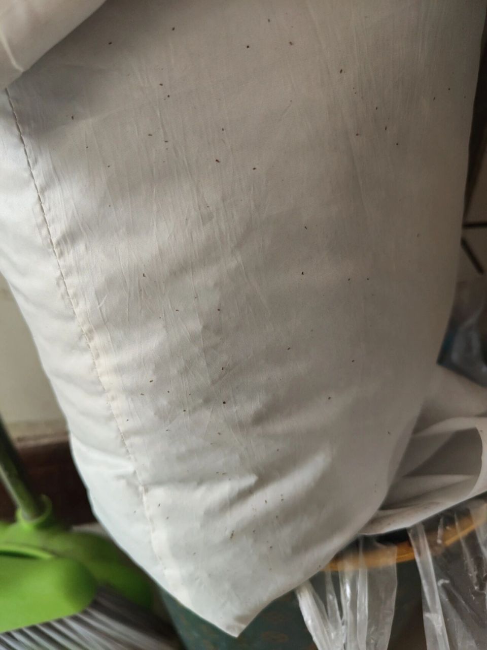 荞麦皮枕头生虫了01 在北方,还是来暖气后非常干燥的冬季,没想到会