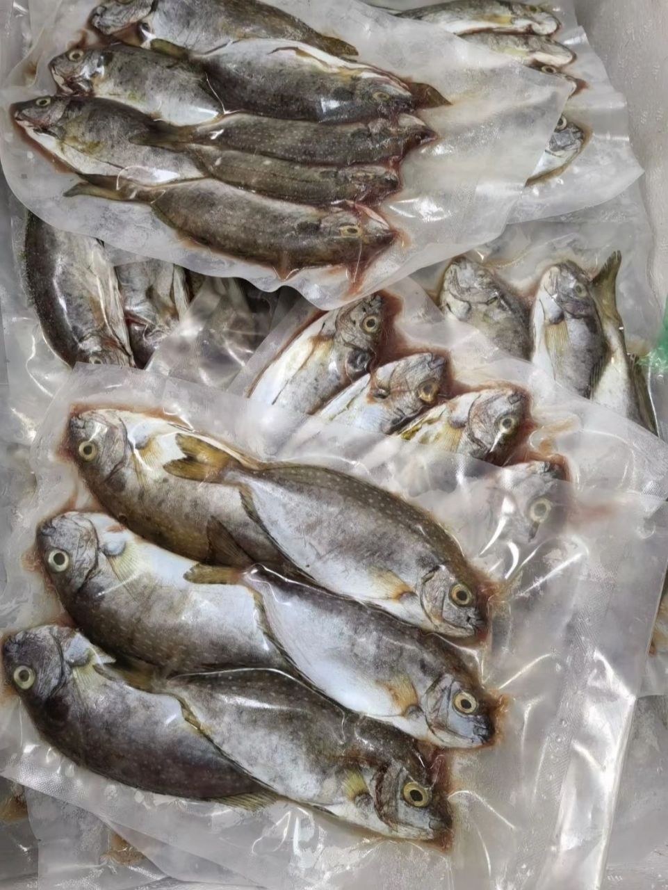 泥猛鱼,又称苦肚鱼,刺锋利有毒性 如果不慎被刺,热水敷半小时毒性减弱