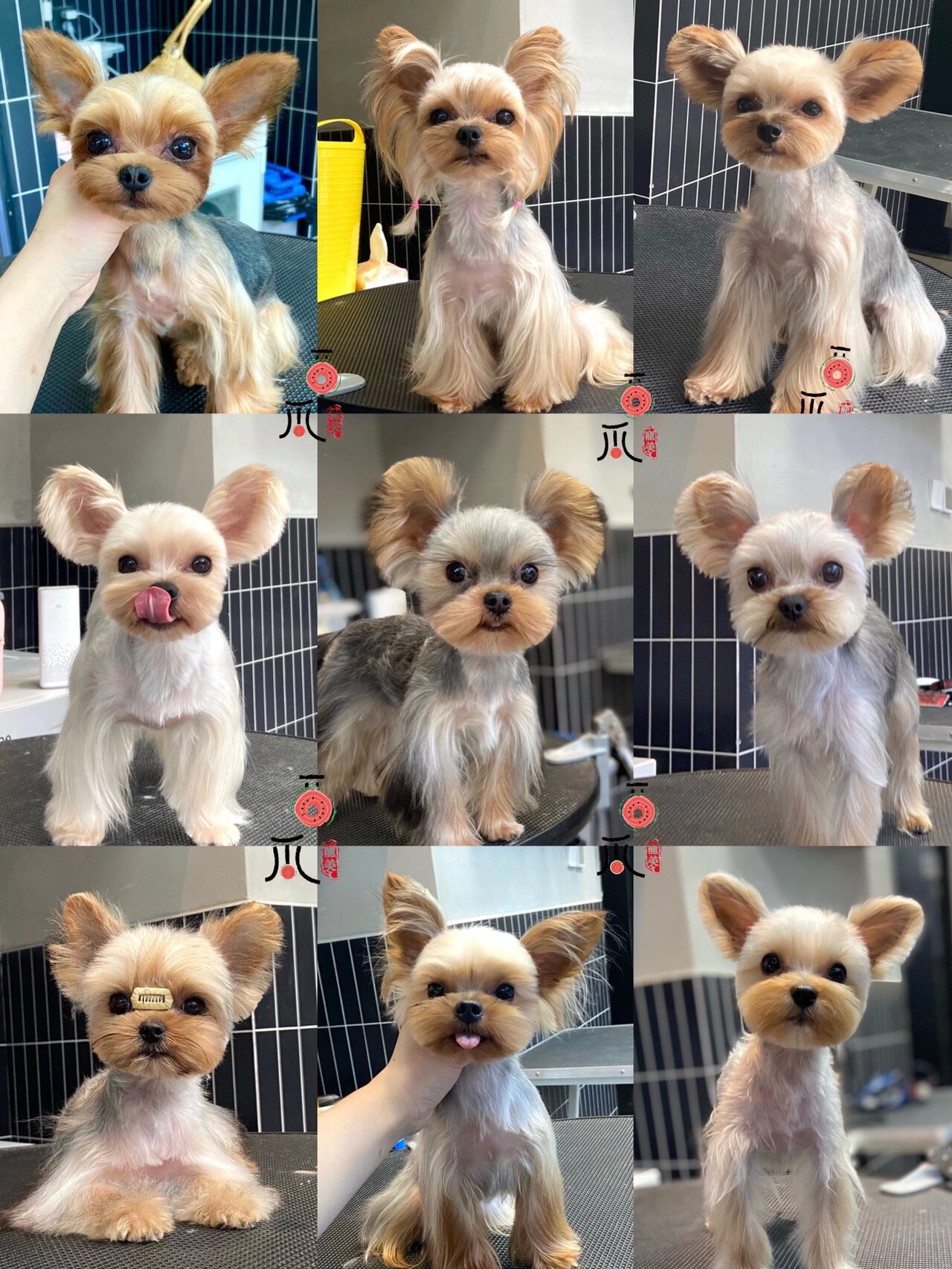 约克夏米奇头夏装美容造型合集