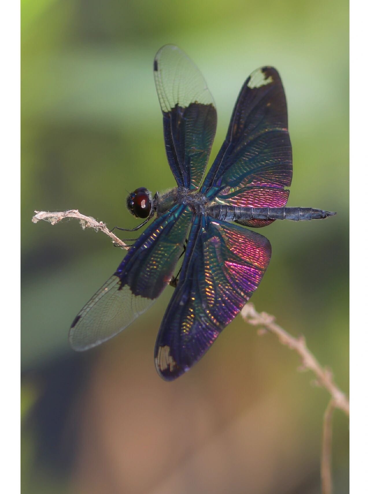 黑色翅膀的蜻蜓,还自带七彩镭射光泽?