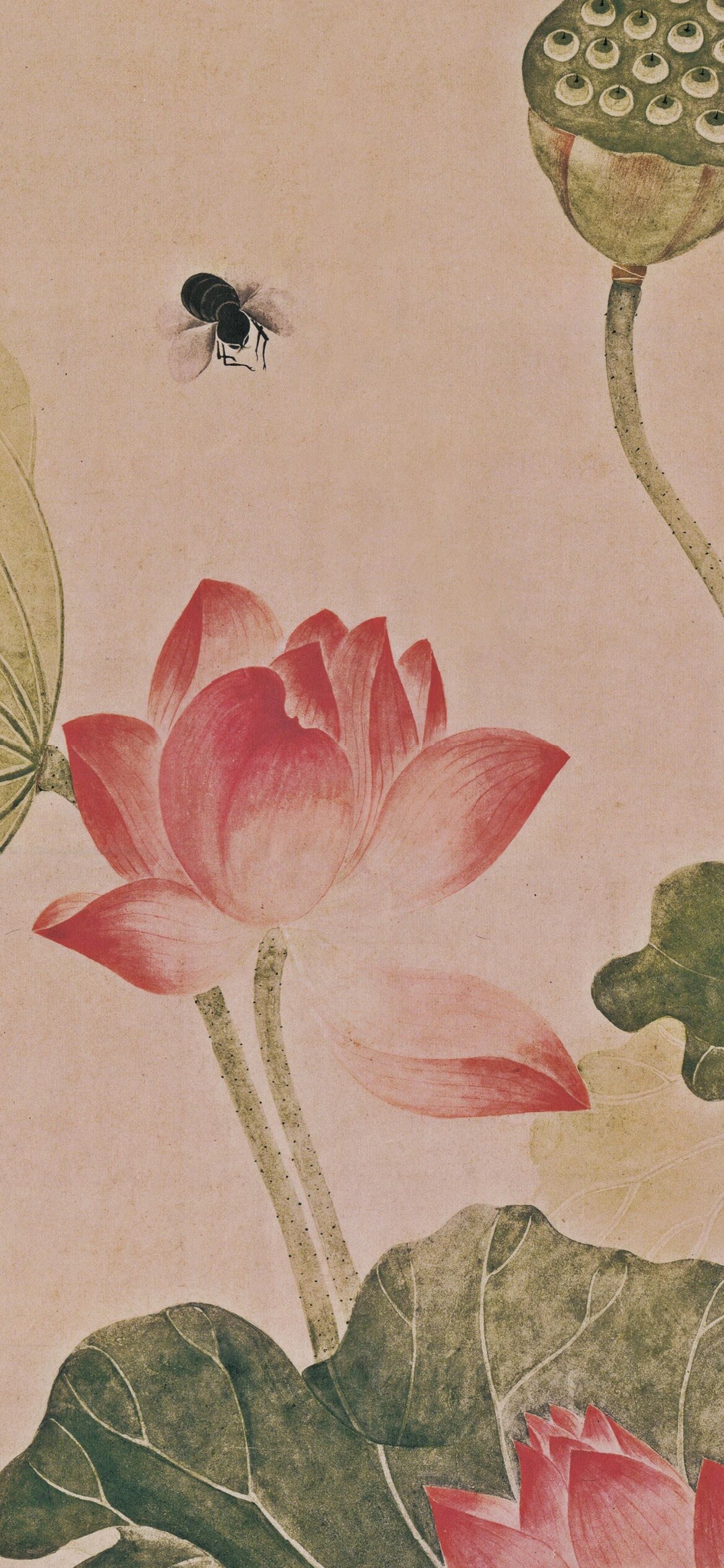 女画家 吴应贞|荷花图