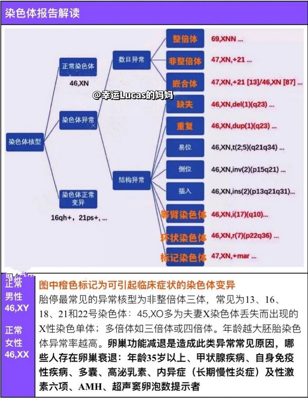 染色体报告 解读图片