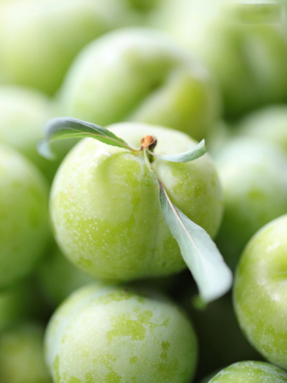 果园摘李子98贵州贞丰四月李成熟啦6015 今天果园摘李子,还get