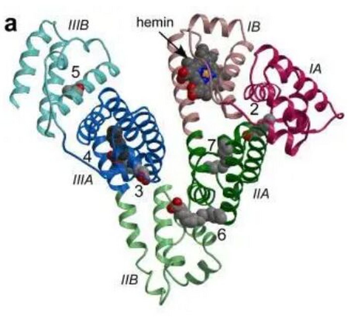 前白蛋白和白蛋白的区别 什么是前白蛋白?