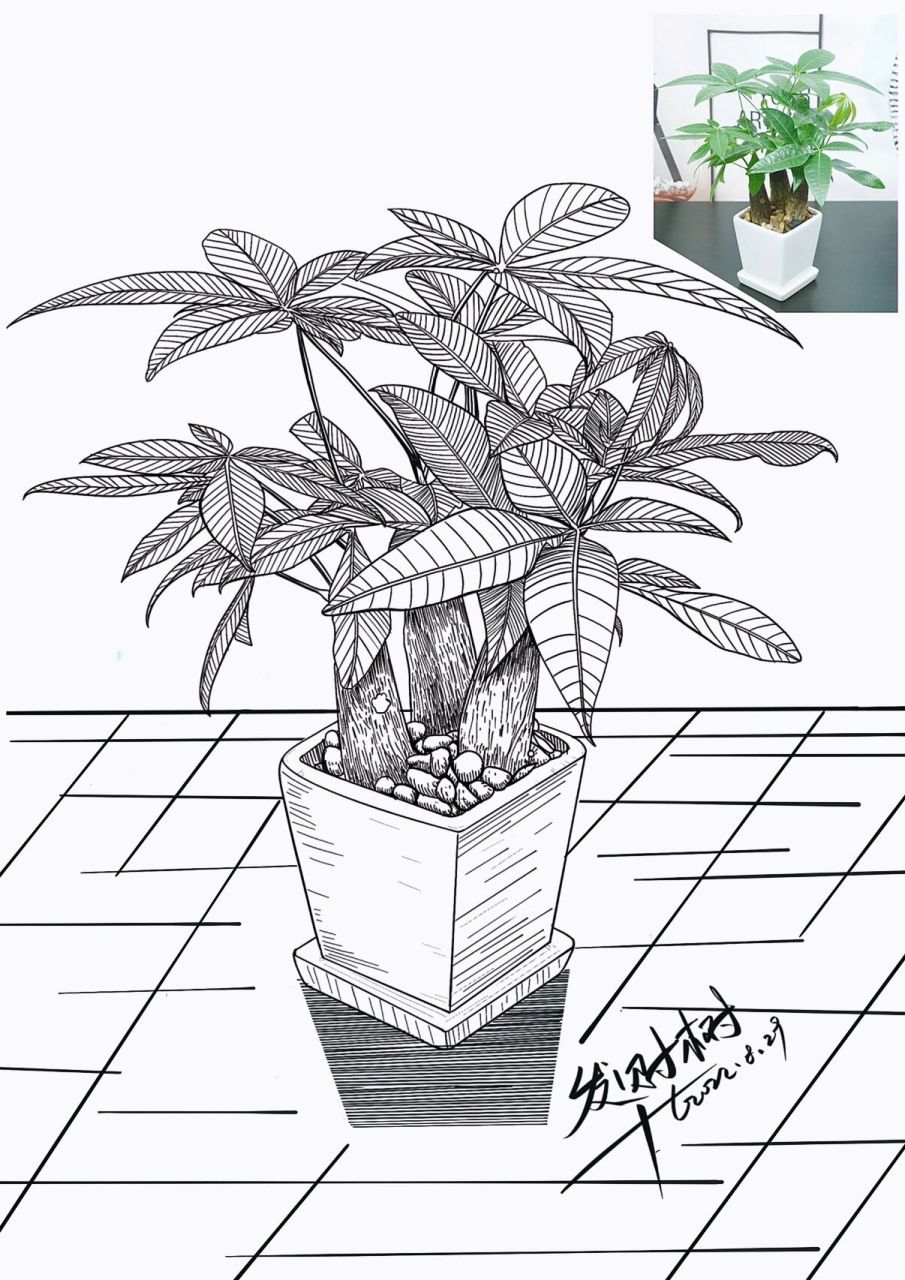 发财树:写生植物:线描素材 今日练习素材:发财树 发财树寓意:三阳开泰