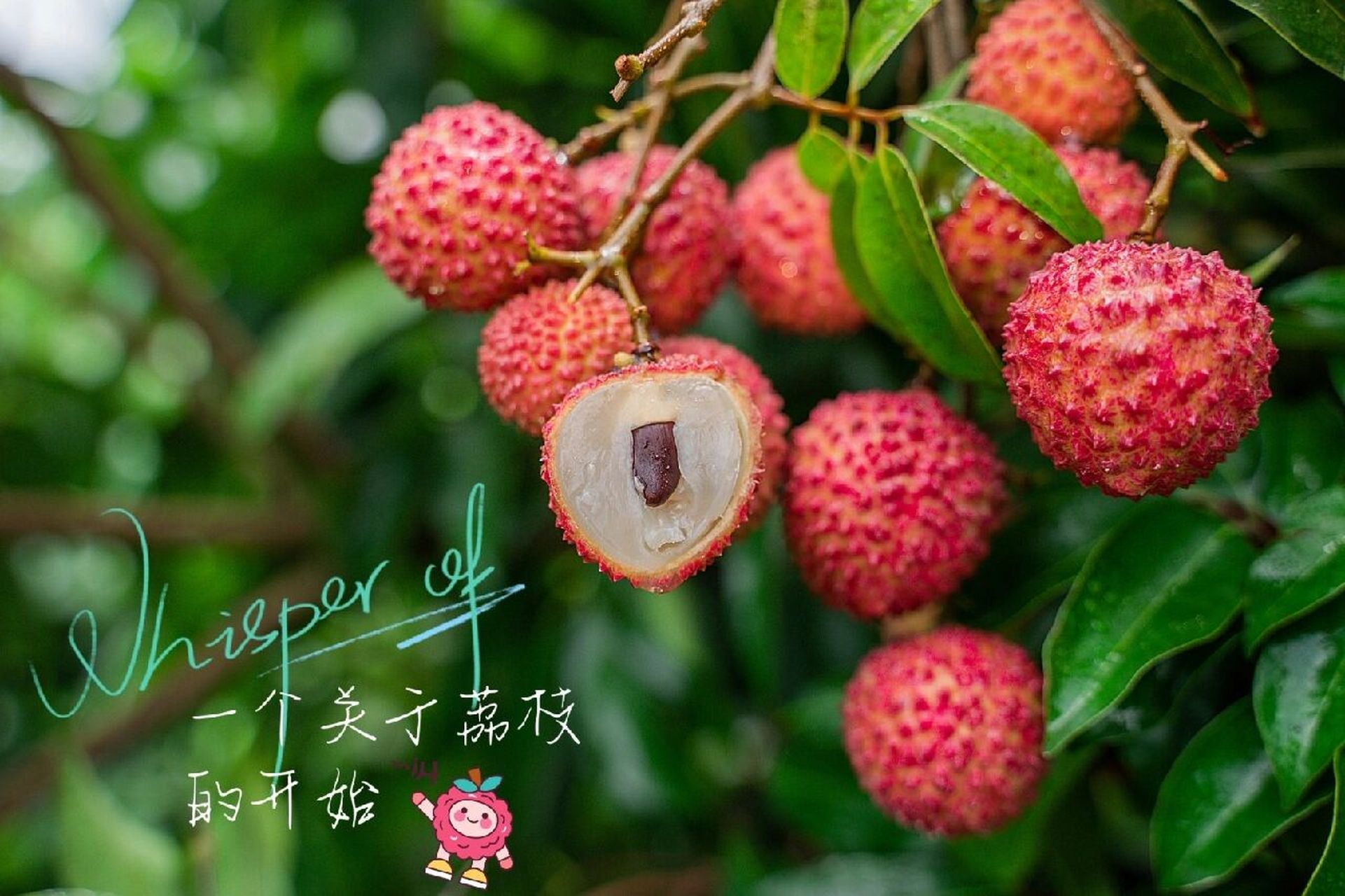 桂味荔枝93 99产自广西灵山县,种植荔枝历史悠久00 更是被誉为"