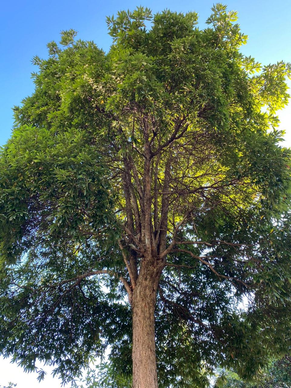 像大树一样坚韧 挺拔 茂盛 郁郁葱葱 金丝楠木